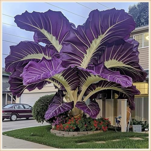 Gift, Mehrjährige Blumenzwiebel ist winterhart,Lebende Pflanzen,Mysteriöse magische Glühbirne,Blumenzwiebel Mix-5 Elefantenohr knollen-G Gift, Mehrjährige Blumenzwiebel ist winterhart,Lebende Pflanzen,Mysteriöse magische Glühbirne,Blumenzwiebel Mix-5 Elefantenohr knollen-G von ZZNCHH