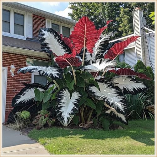 Gift, Mehrjährige Blumenzwiebel ist winterhart,Lebende Pflanzen,Mysteriöse magische Glühbirne,Blumenzwiebel Mix-8 Elefantenohr knollen-E von ZZNCHH