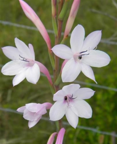 Lebende Pflanzen, Garden,Mehrjährige Blumenzwiebel ist winterhart,Mysteriöse magische Glühbirne-5 Tuberose zwiebeln-I von ZZNCHH
