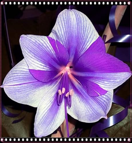 Lebende Pflanzen,2024 Winterhart pflanzen,Mehrjährige Blumenzwiebel ist winterhart, Mysteriöse magische Glühbirne,Beautiful-1Amaryllis blumenzwiebel-I Lebende Pflanzen,2024 Winterhart pflanzen,Mehrjährige Blumenzwiebel ist winterhart, Mysteriöse magische Glühbirne,Beautiful-1Amaryllis blumenzwiebel-I von ZZNCHH