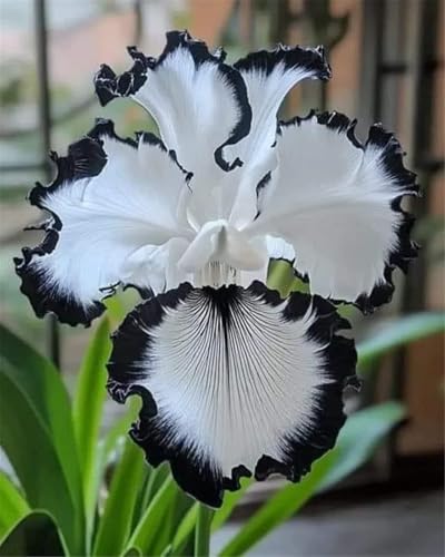 Lebende Pflanzen,2024 Winterhart pflanzen,Mehrjährige Blumenzwiebel ist winterhart,Mysteriöse magische Glühbirne-15 Schwertlilie Zwiebeln-G von ZZNCHH