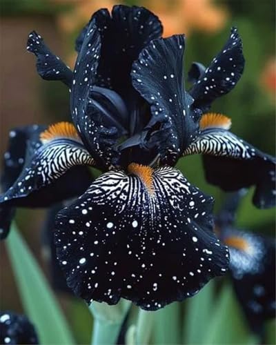 Lebende Pflanzen,2024 Winterhart pflanzen,Mehrjährige Blumenzwiebel ist winterhart,Mysteriöse magische Glühbirne-5 Schwertlilie Zwiebeln-B Lebende Pflanzen,2024 Winterhart pflanzen,Mehrjährige Blumenzwiebel ist winterhart,Mysteriöse magische Glühbirne-5 Schwertlilie Zwiebeln-B von ZZNCHH