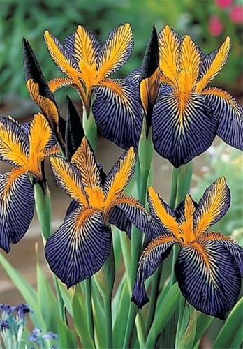 Lebende Pflanzen,2024 Winterhart pflanzen,Mehrjährige Blumenzwiebel ist winterhart,Mysteriöse magische Glühbirne-5 Schwertlilie Zwiebeln-C von ZZNCHH