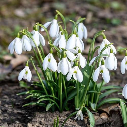 Lebende Pflanzen,Blumenzwiebel Mix, Mysteriöse magische Glühbirne, Mehrjährige Blumenzwiebel ist winterhart, Luftreinigung-2 Schneeglöckchen zwiebeln-A von ZZNCHH