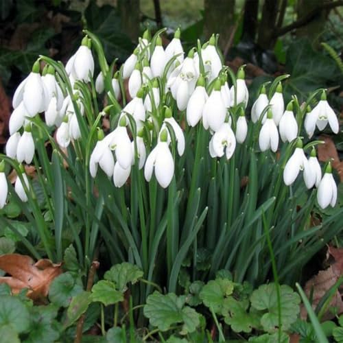 Lebende Pflanzen,Blumenzwiebel Mix, Mysteriöse magische Glühbirne, Mehrjährige Blumenzwiebel ist winterhart, Luftreinigung-2 Schneeglöckchen zwiebeln-H von ZZNCHH