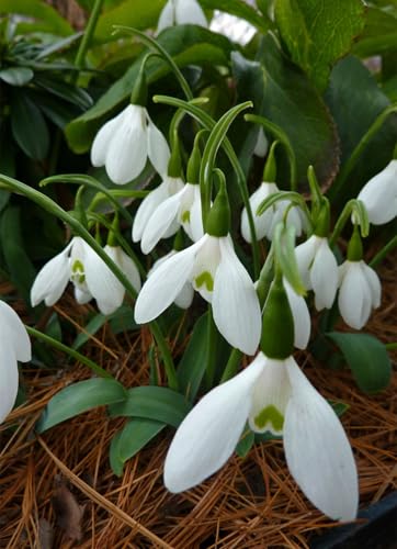 Lebende Pflanzen,Blumenzwiebel Mix, Mysteriöse magische Glühbirne, Mehrjährige Blumenzwiebel ist winterhart, Luftreinigung-4 Schneeglöckchen zwiebeln-I von ZZNCHH