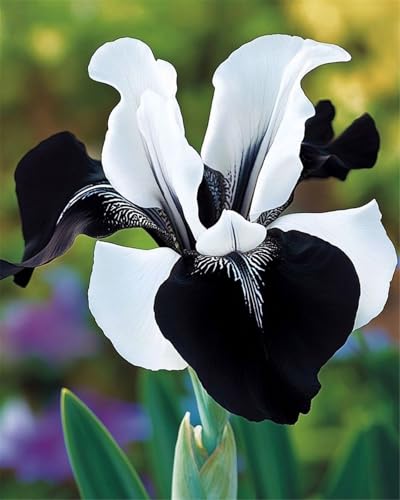 Lebende Pflanzen,Mehrjährige Blumenzwiebel ist winterhart, 2024 Winterhart pflanzen,Mysteriöse magische Glühbirne-10 Schwertlilie Zwiebeln-H Lebende Pflanzen,Mehrjährige Blumenzwiebel ist winterhart, 2024 Winterhart pflanzen,Mysteriöse magische Glühbirne-10 Schwertlilie Zwiebeln-H von ZZNCHH