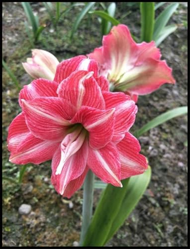 Lebende Pflanzen,Mehrjährige Blumenzwiebel ist winterhart, Mysteriöse magische Glühbirne,2024 Winterhart pflanzen,Beautiful-2Amaryllis blumenzwiebel-H von ZZNCHH