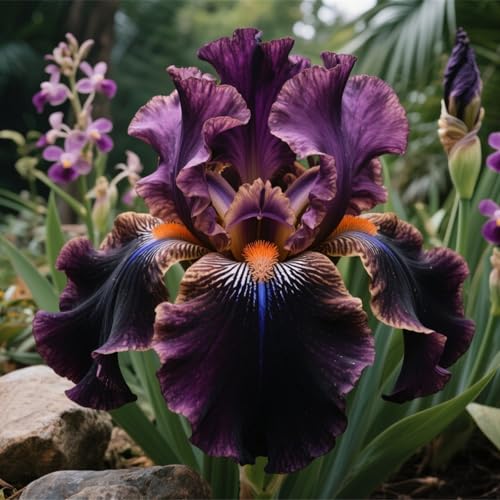 Lebende Pflanzen,Mehrjährige Blumenzwiebel ist winterhart,2024 Winterhart pflanzen,Mysteriöse magische Glühbirne-3 Schwertlilie Zwiebeln-J von ZZNCHH