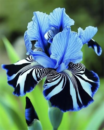 Lebende Pflanzen,Mehrjährige Blumenzwiebel ist winterhart,2024 Winterhart pflanzen,Mysteriöse magische Glühbirne-5 Schwertlilie Zwiebeln-A Lebende Pflanzen,Mehrjährige Blumenzwiebel ist winterhart,2024 Winterhart pflanzen,Mysteriöse magische Glühbirne-5 Schwertlilie Zwiebeln-A von ZZNCHH