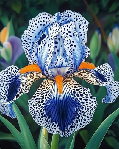 Lebende Pflanzen,Mehrjährige Blumenzwiebel ist winterhart,2024 Winterhart pflanzen,Mysteriöse magische Glühbirne-8 Schwertlilie Zwiebeln-C Lebende Pflanzen,Mehrjährige Blumenzwiebel ist winterhart,2024 Winterhart pflanzen,Mysteriöse magische Glühbirne-8 Schwertlilie Zwiebeln-C von ZZNCHH