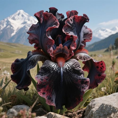 Lebende Pflanzen,Mehrjährige Blumenzwiebel ist winterhart,2024 Winterhart pflanzen,Mysteriöse magische Glühbirne-8 Schwertlilie Zwiebeln-E Lebende Pflanzen,Mehrjährige Blumenzwiebel ist winterhart,2024 Winterhart pflanzen,Mysteriöse magische Glühbirne-8 Schwertlilie Zwiebeln-E von ZZNCHH