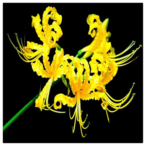 Lebende Pflanzen,Mehrjährige Blumenzwiebel ist winterhart,Beautiful Flower,2024 Winterhart pflanzen, Mysteriöse magische Glühbirne-4 Lycoris Zwiebeln-D von ZZNCHH