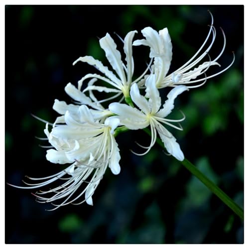 Lebende Pflanzen,Mehrjährige Blumenzwiebel ist winterhart,Beautiful Flower,2024 Winterhart pflanzen, Mysteriöse magische Glühbirne-6 Lycoris Zwiebeln-A von ZZNCHH