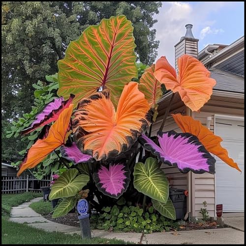 Lebende Pflanzen,Mehrjährige Blumenzwiebel ist winterhart,Gift, Mysteriöse magische Glühbirne,Blumenzwiebel Mix-3 Elefantenohr knollen-C Lebende Pflanzen,Mehrjährige Blumenzwiebel ist winterhart,Gift, Mysteriöse magische Glühbirne,Blumenzwiebel Mix-3 Elefantenohr knollen-C von ZZNCHH