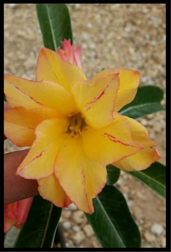 Lebende Pflanzen,Mysteriöse magische Glühbirne,2024 Winterhart pflanzen,Mehrjährige Blumenzwiebel ist winterhart, Beautiful-2Amaryllis blumenzwiebel-E Lebende Pflanzen,Mysteriöse magische Glühbirne,2024 Winterhart pflanzen,Mehrjährige Blumenzwiebel ist winterhart, Beautiful-2Amaryllis blumenzwiebel-E von ZZNCHH