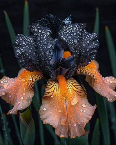 Lebende Pflanzen,Mysteriöse magische Glühbirne,Mehrjährige Blumenzwiebel ist winterhart, 2024 Winterhart pflanzen,-10 Schwertlilie Zwiebeln-A von ZZNCHH