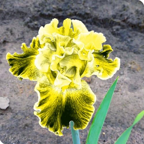 Lebende Pflanzen,Mysteriöse magische Glühbirne,Mehrjährige Blumenzwiebel ist winterhart, 2024 Winterhart pflanzen,-10 Schwertlilie Zwiebeln-D von ZZNCHH