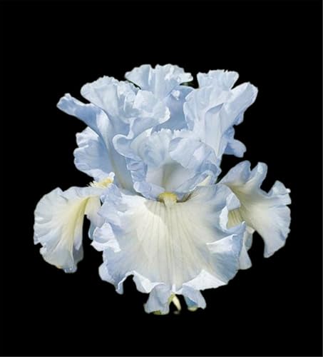 Lebende Pflanzen,Mysteriöse magische Glühbirne,Mehrjährige Blumenzwiebel ist winterhart, 2024 Winterhart pflanzen,-3 Schwertlilie Zwiebeln-H von ZZNCHH