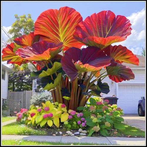 Lebende Pflanzen,Mysteriöse magische Glühbirne,Mehrjährige Blumenzwiebel ist winterhart,Gift, Blumenzwiebel Mix-3 Elefantenohr knollen-G von ZZNCHH