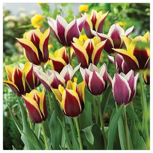 Luftreinigung,Winterhart pflanzen,Lebende Pflanzen,Mysteriöse magische Glühbirne, Blumenzwiebel,Mehrjährige Blumenzwiebel ist winterhart-5 tulpen zwiebeln-D von ZZNCHH