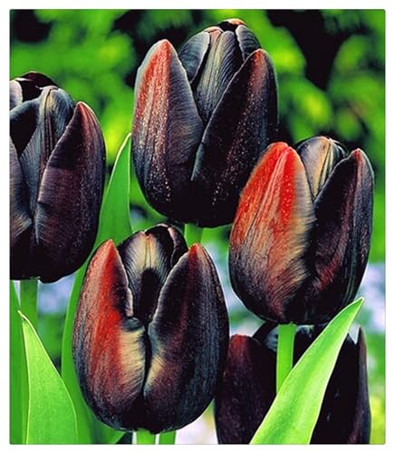 Luftreinigung,Winterhart pflanzen,Lebende Pflanzen,Mysteriöse magische Glühbirne, Blumenzwiebel,Mehrjährige Blumenzwiebel ist winterhart-5 tulpen zwiebeln-G von ZZNCHH