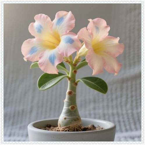 Mehrjährige Blumenzwiebel ist winterhart, 2025 Blumenzwiebel Mix, Winterhart pflanzen,Mysteriöse magische Glühbirne,Lebende Pflanzen-2 Wüstenrose knollen-A Mehrjährige Blumenzwiebel ist winterhart, 2025 Blumenzwiebel Mix, Winterhart pflanzen,Mysteriöse magische Glühbirne,Lebende Pflanzen-2 Wüstenrose knollen-A von ZZNCHH