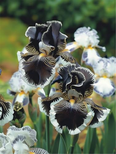 Mehrjährige Blumenzwiebel ist winterhart, Lebende Pflanzen,Mysteriöse magische Glühbirne,2024 Winterhart pflanzen,-5 Schwertlilie Zwiebeln-F von ZZNCHH