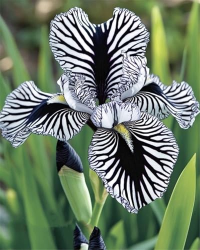 Mehrjährige Blumenzwiebel ist winterhart, Lebende Pflanzen,Mysteriöse magische Glühbirne,2024 Winterhart pflanzen,-5 Schwertlilie Zwiebeln-G von ZZNCHH