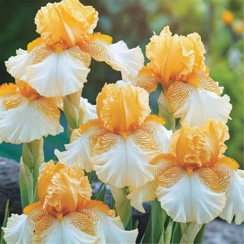 Mehrjährige Blumenzwiebel ist winterhart,2024 Winterhart pflanzen,Lebende Pflanzen,Mysteriöse magische Glühbirne-10 Schwertlilie Zwiebeln-A von ZZNCHH