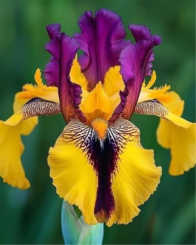 Mehrjährige Blumenzwiebel ist winterhart,2024 Winterhart pflanzen,Lebende Pflanzen,Mysteriöse magische Glühbirne-15 Schwertlilie Zwiebeln-I Mehrjährige Blumenzwiebel ist winterhart,2024 Winterhart pflanzen,Lebende Pflanzen,Mysteriöse magische Glühbirne-15 Schwertlilie Zwiebeln-I von ZZNCHH