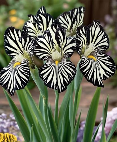 Mehrjährige Blumenzwiebel ist winterhart,2024 Winterhart pflanzen,Lebende Pflanzen,Mysteriöse magische Glühbirne-15 Schwertlilie Zwiebeln-J von ZZNCHH