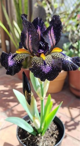 Mehrjährige Blumenzwiebel ist winterhart,2024 Winterhart pflanzen,Lebende Pflanzen,Mysteriöse magische Glühbirne-5 Schwertlilie Zwiebeln-G Mehrjährige Blumenzwiebel ist winterhart,2024 Winterhart pflanzen,Lebende Pflanzen,Mysteriöse magische Glühbirne-5 Schwertlilie Zwiebeln-G von ZZNCHH