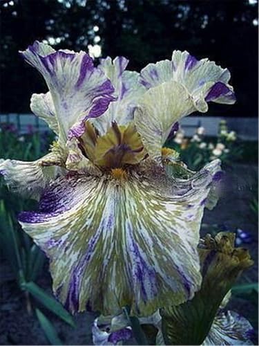 Mehrjährige Blumenzwiebel ist winterhart,2024 Winterhart pflanzen,Lebende Pflanzen,Mysteriöse magische Glühbirne-8 Schwertlilie Zwiebeln-E von ZZNCHH