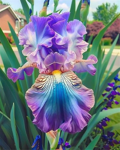 Mehrjährige Blumenzwiebel ist winterhart,2024 Winterhart pflanzen,Lebende Pflanzen,Mysteriöse magische Glühbirne-8 Schwertlilie Zwiebeln-H von ZZNCHH