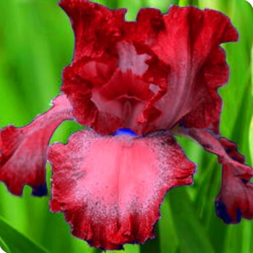 Mehrjährige Blumenzwiebel ist winterhart,Lebende Pflanzen,2024 Winterhart pflanzen,Mysteriöse magische Glühbirne-3 Schwertlilie Zwiebeln-B Mehrjährige Blumenzwiebel ist winterhart,Lebende Pflanzen,2024 Winterhart pflanzen,Mysteriöse magische Glühbirne-3 Schwertlilie Zwiebeln-B von ZZNCHH