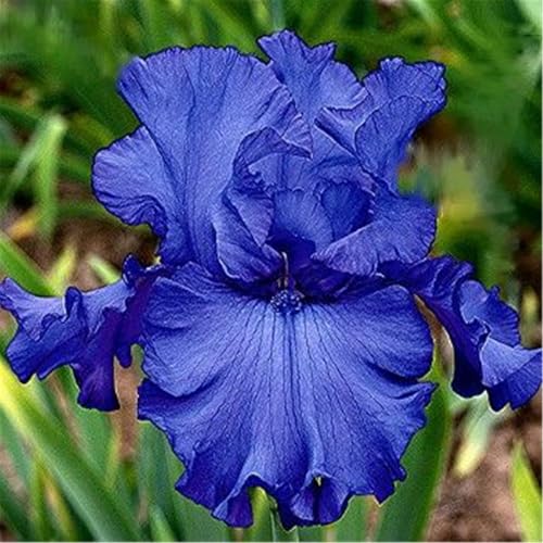 Mehrjährige Blumenzwiebel ist winterhart,Lebende Pflanzen,2024 Winterhart pflanzen,Mysteriöse magische Glühbirne-5 Schwertlilie Zwiebeln-G Mehrjährige Blumenzwiebel ist winterhart,Lebende Pflanzen,2024 Winterhart pflanzen,Mysteriöse magische Glühbirne-5 Schwertlilie Zwiebeln-G von ZZNCHH