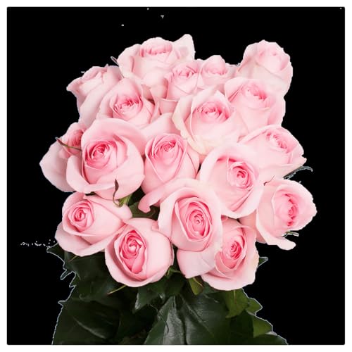 Mehrjährige Blumenzwiebel ist winterhart,Lebende Pflanzen,2025 Winterhart pflanzen, Mysteriöse magische Glühbirne-2 Rosenpflanze zwiebeln-E von ZZNCHH