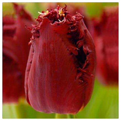 Mehrjährige Blumenzwiebel ist winterhart,Lebende Pflanzen,Gift, Garden,Mysteriöse magische Glühbirne,3 years,Blumenzwiebel Mix-5 Tulpenzwiebeln-A von ZZNCHH