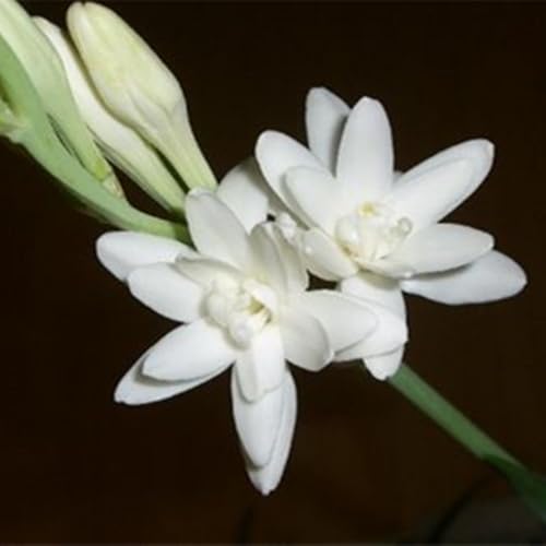 Mehrjährige Blumenzwiebel ist winterhart,Lebende Pflanzen,Mysteriöse magische Glühbirne, Garden-10 Tuberose zwiebeln-F von ZZNCHH