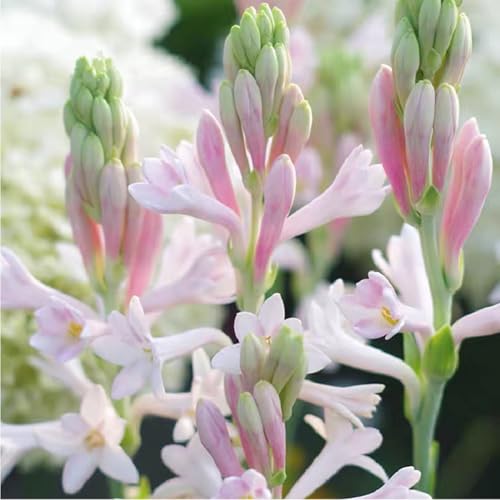 Mehrjährige Blumenzwiebel ist winterhart,Lebende Pflanzen,Mysteriöse magische Glühbirne, Garden-5 Tuberose zwiebeln-G Mehrjährige Blumenzwiebel ist winterhart,Lebende Pflanzen,Mysteriöse magische Glühbirne, Garden-5 Tuberose zwiebeln-G von ZZNCHH