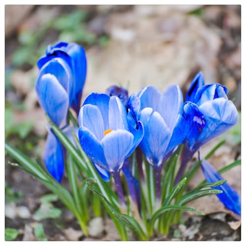 Mysteriöse magische Glühbirne, Winterhart pflanzen, Blumenzwiebel Mix, Luftreinigung, Lebende Pflanzen,Mehrjährige Blumenzwiebel ist winterhart-3 Krokusse Zwiebeln Winterhart von ZZNCHH