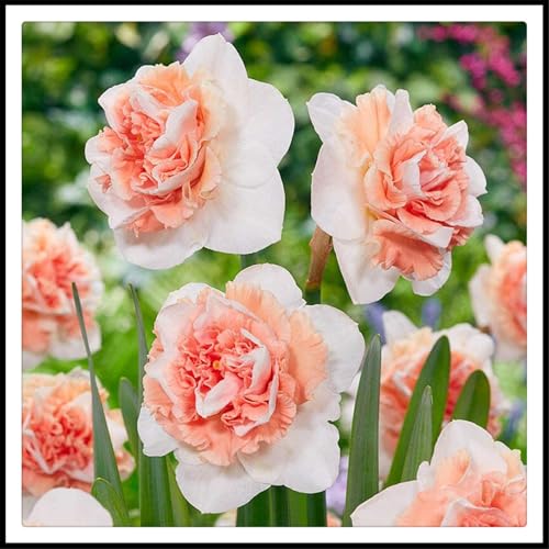 Mysteriöse magische Glühbirne, Winterhart pflanzen, Blumenzwiebel Mix, Luftreinigung, Lebende Pflanzen,Mehrjährige Blumenzwiebel ist winterhart-4 Narzissen zwiebeln von ZZNCHH