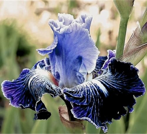 Mysteriöse magische Glühbirne,Mehrjährige Blumenzwiebel ist winterhart, Lebende Pflanzen,2024 Winterhart pflanzen,-10 Schwertlilie Zwiebeln-A von ZZNCHH