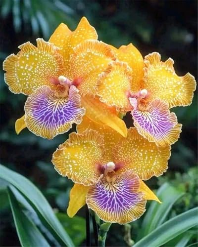 Mysteriöse magische Glühbirne,Mehrjährige Blumenzwiebel ist winterhart, Lebende Pflanzen,2024 Winterhart pflanzen,-8 Schwertlilie Zwiebeln-G Mysteriöse magische Glühbirne,Mehrjährige Blumenzwiebel ist winterhart, Lebende Pflanzen,2024 Winterhart pflanzen,-8 Schwertlilie Zwiebeln-G von ZZNCHH