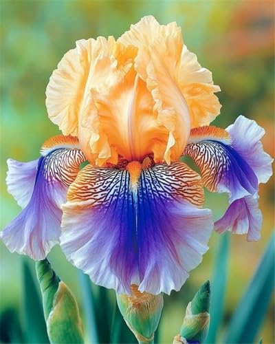 Mysteriöse magische Glühbirne,Mehrjährige Blumenzwiebel ist winterhart, Lebende Pflanzen,2024 Winterhart pflanzen,-8 Schwertlilie Zwiebeln-J Mysteriöse magische Glühbirne,Mehrjährige Blumenzwiebel ist winterhart, Lebende Pflanzen,2024 Winterhart pflanzen,-8 Schwertlilie Zwiebeln-J von ZZNCHH