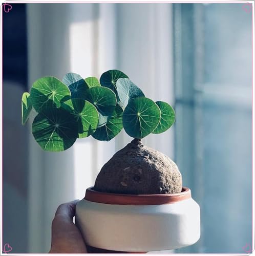 Peperomioides,Pfannkuchenpflanze,UFO-Pflanze,Stephania Erecta Knollen, Winterharte pflanzen,Winterhart Mehrjährig-4 zwiebeln -C von ZZNCHH