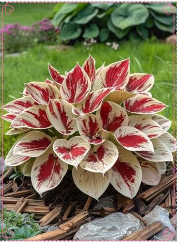 Pflanzen Funken Hosta Winterhartes MehrjäHrig, Funkien Hosta zwiebeln,Funkien winterhart mehrjähri,Große Blattpflanzen-15 Rhizom-H von ZZNCHH