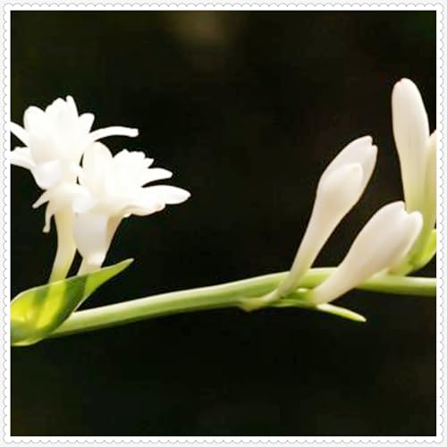 Reichhaltiger Duft,Tuberose zwiebeln,Tuberosezwiebeln, Tuberose Zwiebeln Winterhartes MehrjäHrig,Winterharte pflanzen,Tuberose bulbs-25 Zwiebeln-C von ZZNCHH