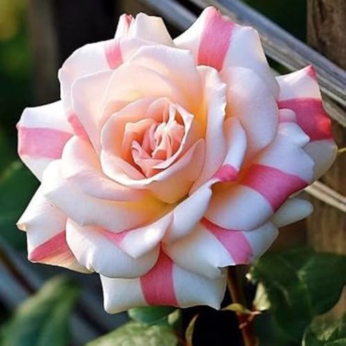 Rosen-Rhizom, Duft repräsentiert, Rosenzwiebel, Rosen Pflanzen Winterhart, Winterhartes Pflanzen, Rosenzwiebel, Zierblumen, Rosenpflanze-1 Winterhart zwiebeln-C von ZZNCHH
